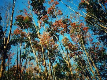 Low angle view of trees against sky