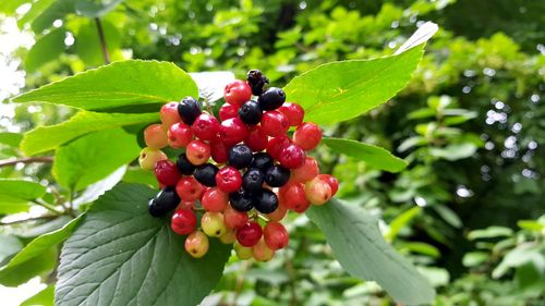 Close-up of berries growing on tree