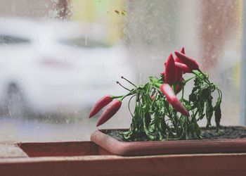 Close-up of red flower on window sill