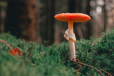 Red mushroom, amanita muscaria, fly ageric or fly amanita in moss