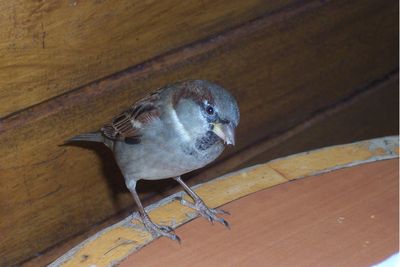 High angle view of bird perching on wood