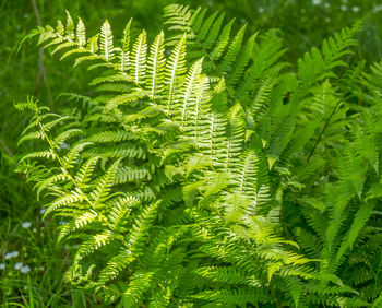 Close-up of fern leaves