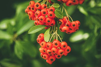 Close-up of red berries growing on tree