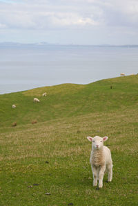 Sheep on field by sea against sky