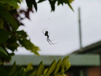 Close-up of spider on web