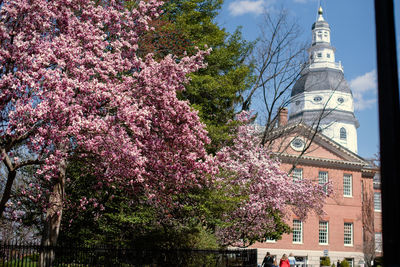 Cherry blossom tree by building against sky