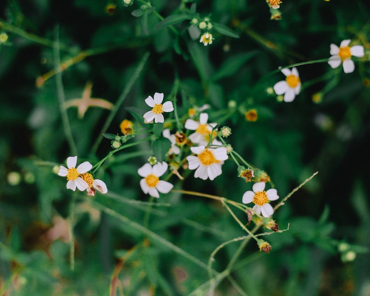 CLOSE-UP OF WHITE FLOWERING PLANT