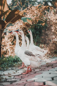 View of birds on field
