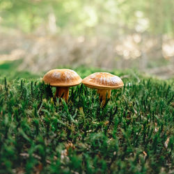 Close-up of mushroom growing on field