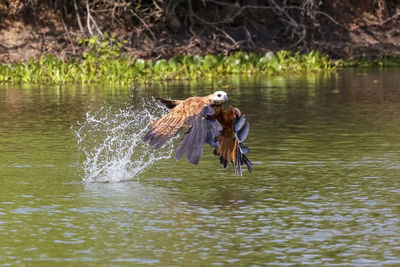 Close-up of duck in lake