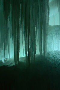 Scenic view of frozen trees in forest