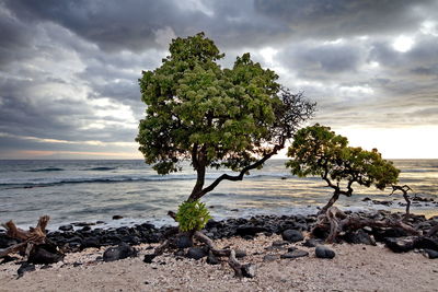 Tree on beach against sky