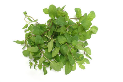 Close-up of fresh green leaves against white background