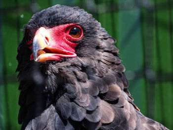 Close-up portrait of buzzard 