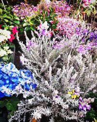 High angle view of purple flowering plants