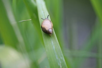 Close-up of snail on plant