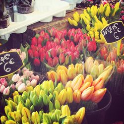 Multi colored flowers in market