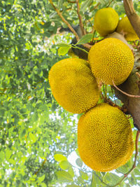 Close-up of apple on tree