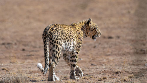 View of a cat on land