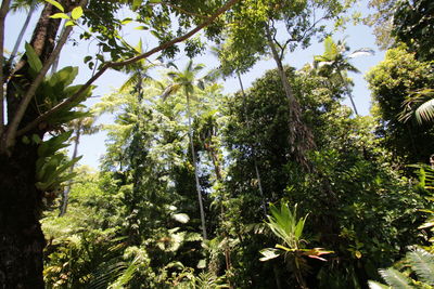 Low angle view of trees against sky