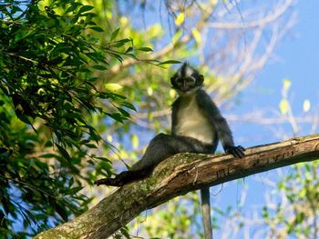 Thomas leaf monkey presbytis thomas sitting casually in tree sumatra, indonesia