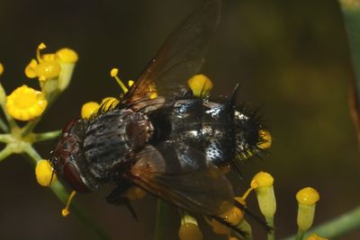 Close-up of insect on flower