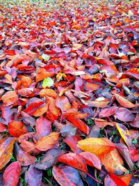 Full frame shot of autumn leaves