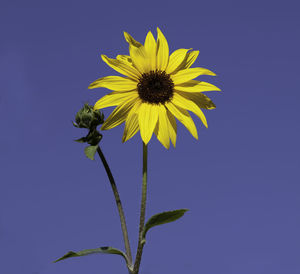 Close-up of sunflower against clear blue sky