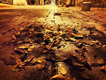 Close-up of fallen leaves on footpath