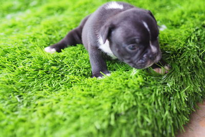 High angle view of puppy on grass