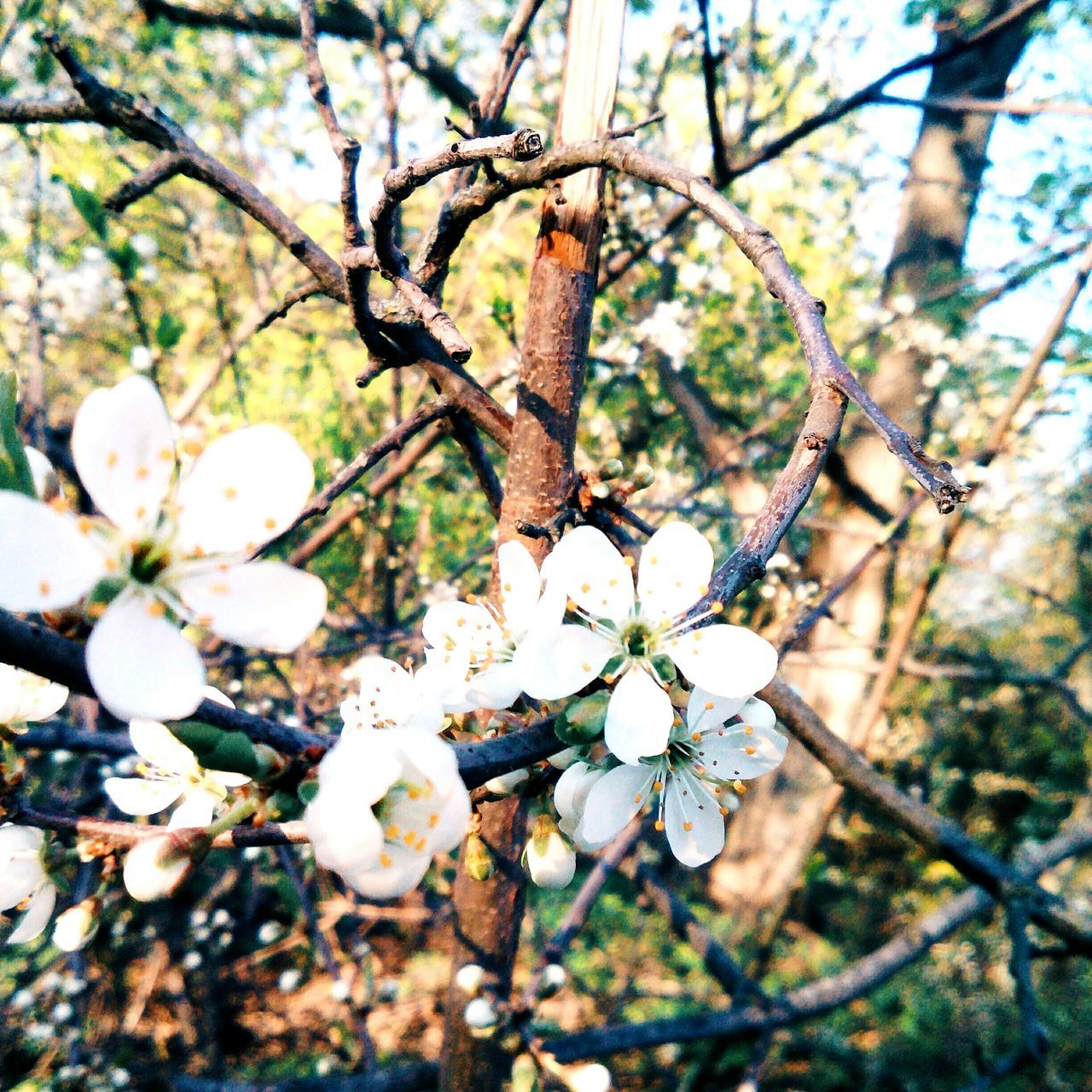 tree, branch, flower, growth, nature, beauty in nature, blossom, fragility, apple blossom, white color, twig, no people, day, springtime, outdoors, low angle view, close-up, freshness, flower head