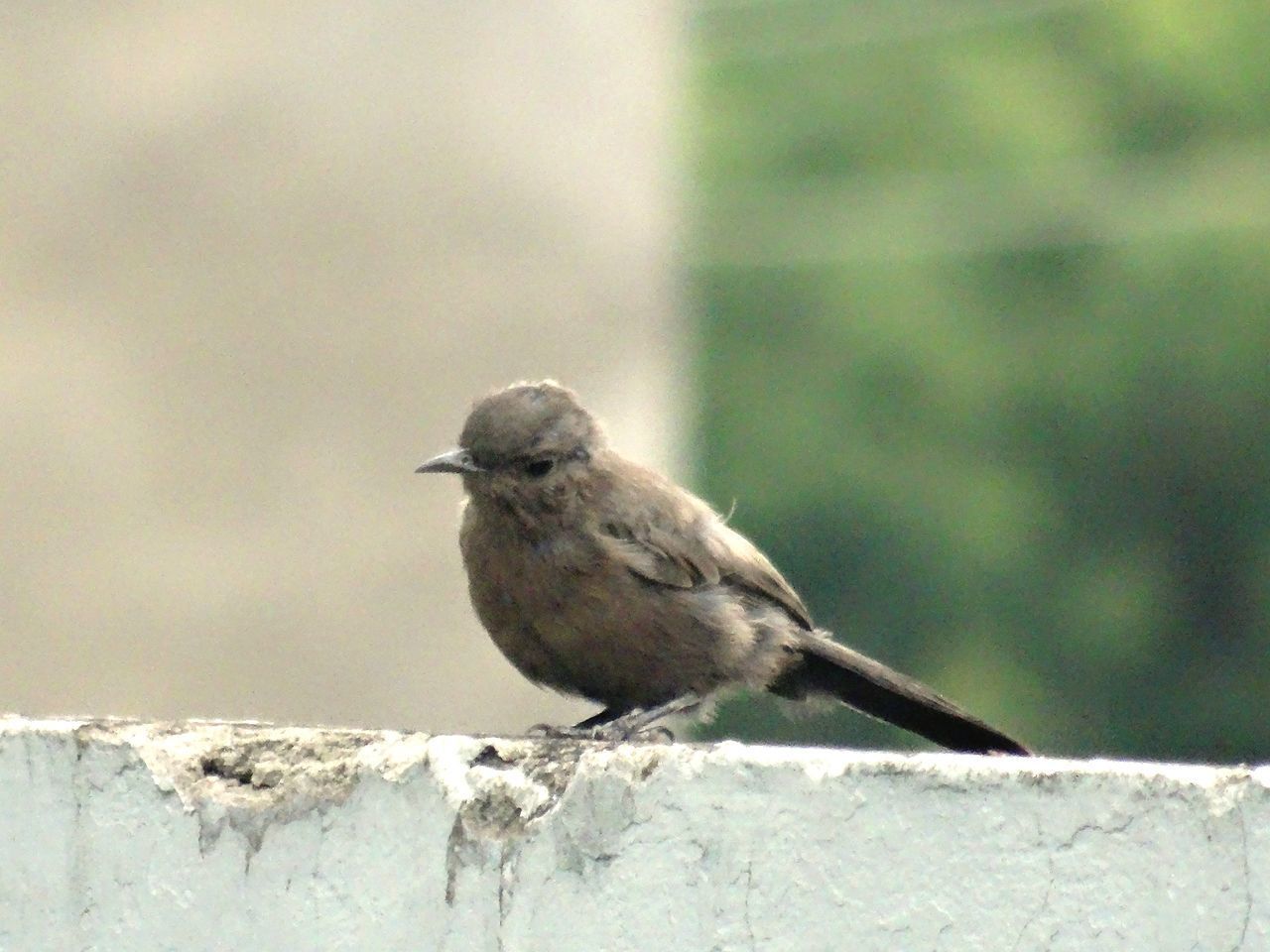 BIRD PERCHING ON WALL