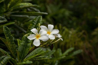 Close-up of frangipani growing on plant