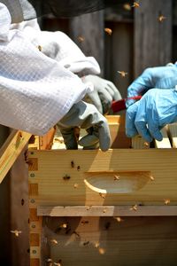 Close-up of beekeepers inspecting a young hive