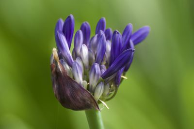 Close-up of purple flower