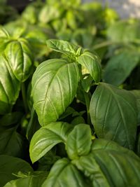 Close-up of green plant