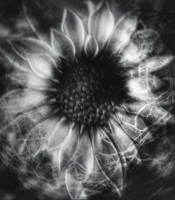 Full frame shot of flower