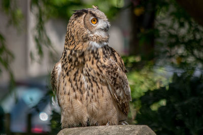 Close-up of owl perching outdoors