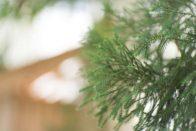 Close-up of tree branch