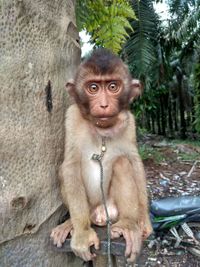 Portrait of monkey sitting on tree