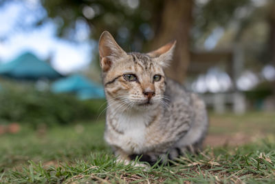 Portrait of a cat on field