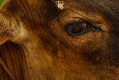 Close-up portrait of a dog