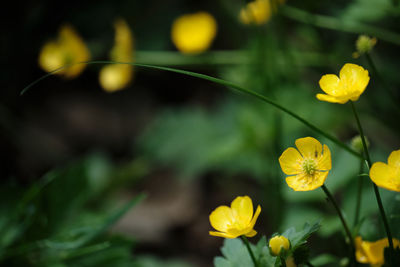 Close-up of yellow flowering plant