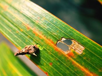 Close-up of grasshopper on leaf