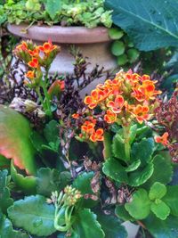 Close-up of flowers blooming outdoors