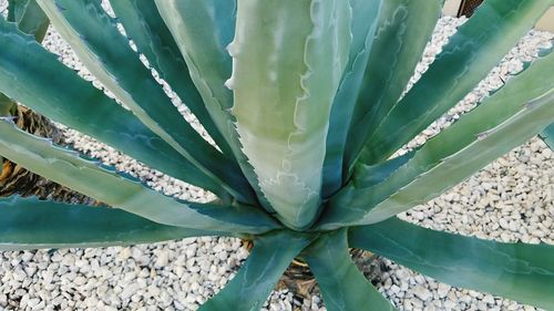 Full frame shot of cactus growing outdoors