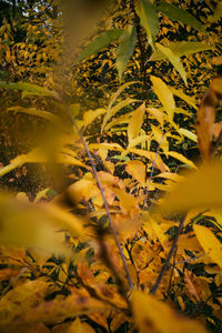 Close-up of yellow flowering plant