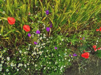 Poppy flowers blooming on field