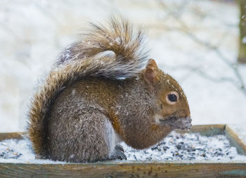 Close-up of squirrel on snow