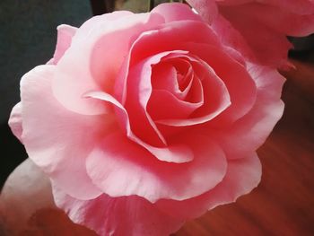 Close-up of pink rose